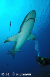 Nice lemon shark and Diver. D50/12-24mm (Borabora Island) by Moeava De Rosemont 